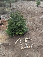 1.C sázela vánoční stromeček